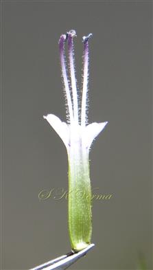  Three large stamens and perianth tube